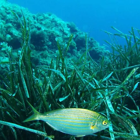 Apartment Apartamentos Cala Blanca